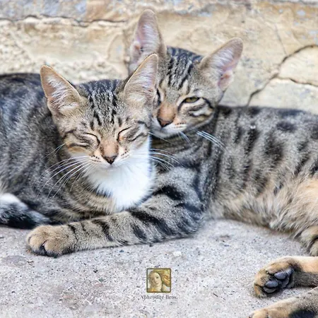 The Historical Cypriot House, Beautifully Renovated Traditional Stone House Prázdninový dům