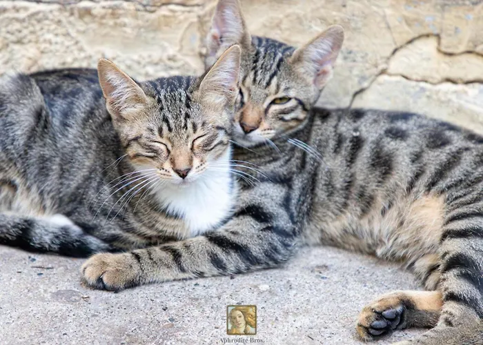 The Historical Cypriot House, Beautifully Renovated Traditional Stone House בית נופש